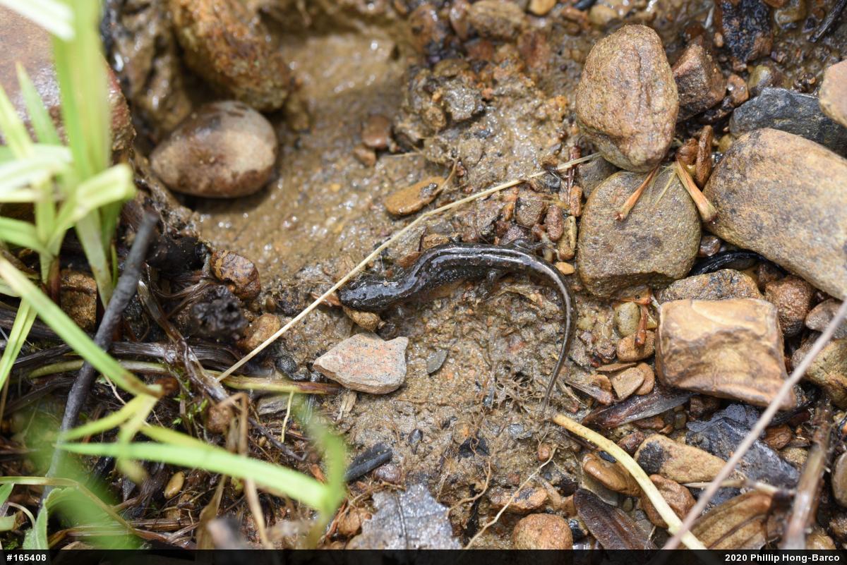 Northern Dusky Salamander