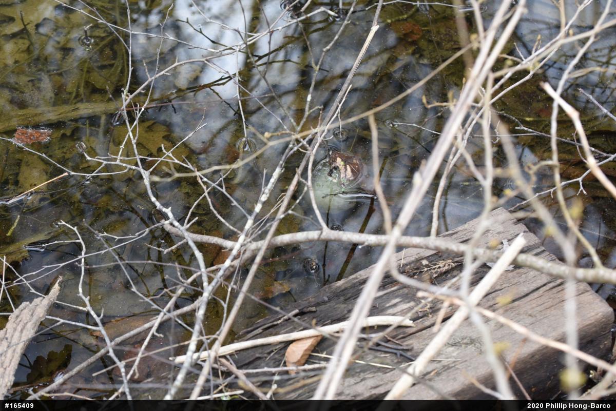 Spotted Salamander