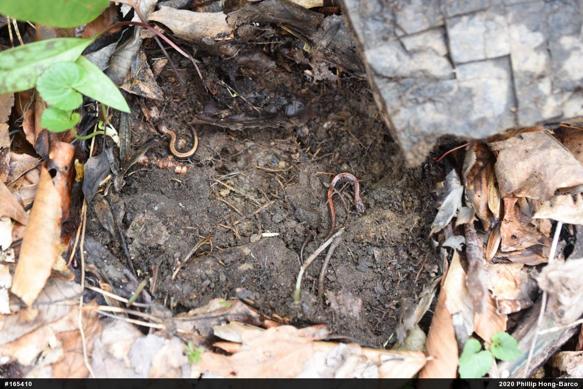 Eastern Red-backed  Salamander