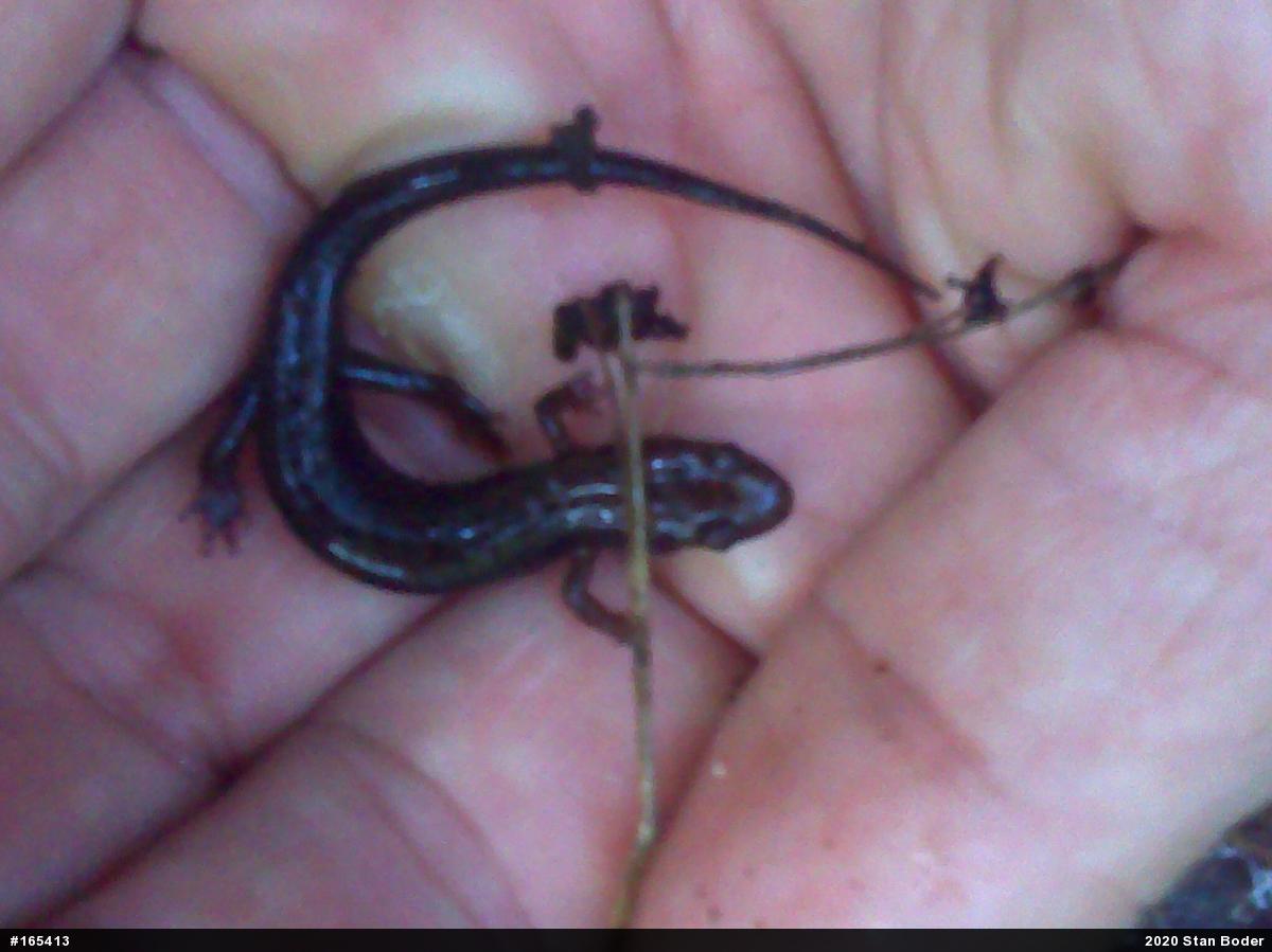 Allegheny Mountain Dusky Salamander