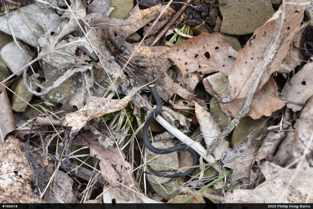 Northern Ring-necked Snake