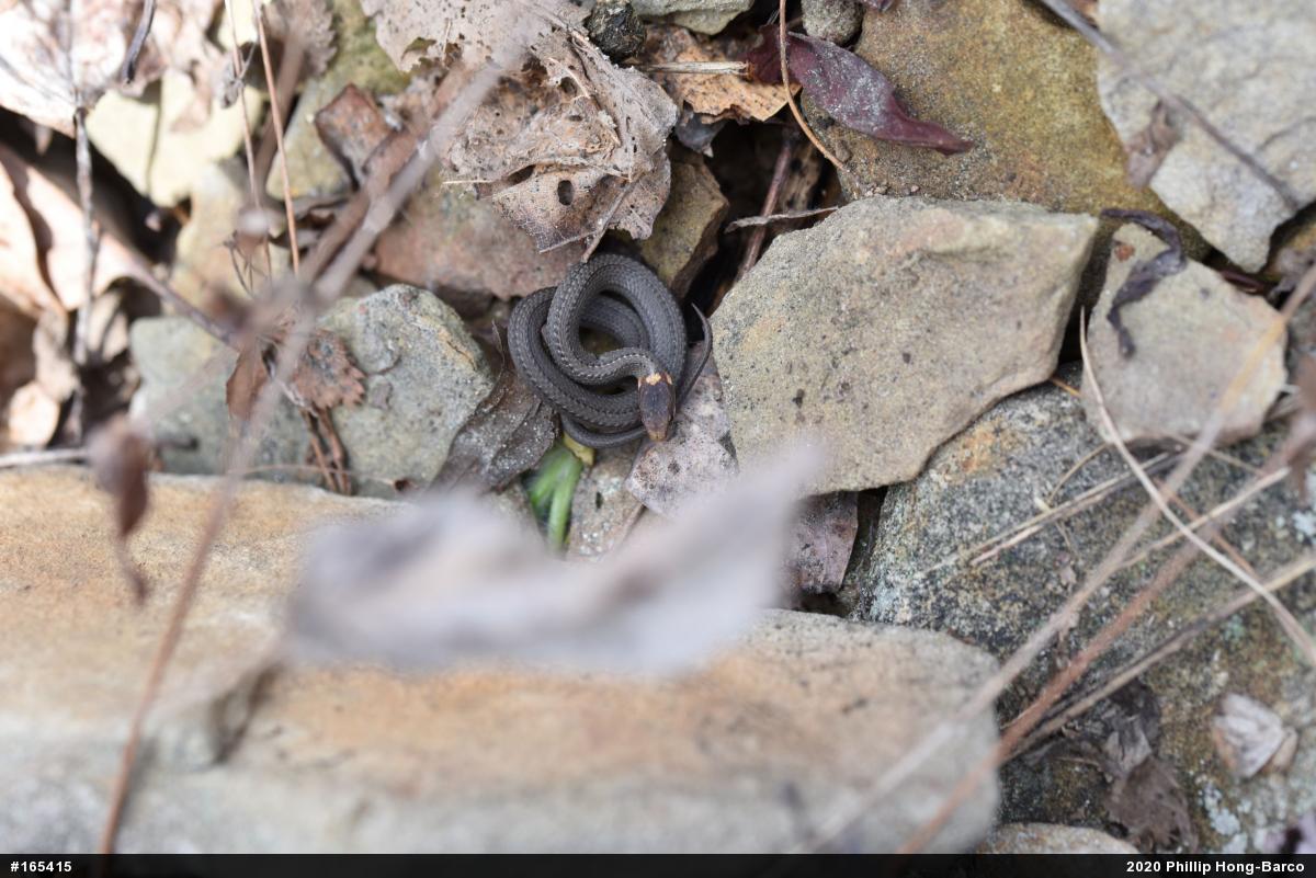 Red-bellied Snake