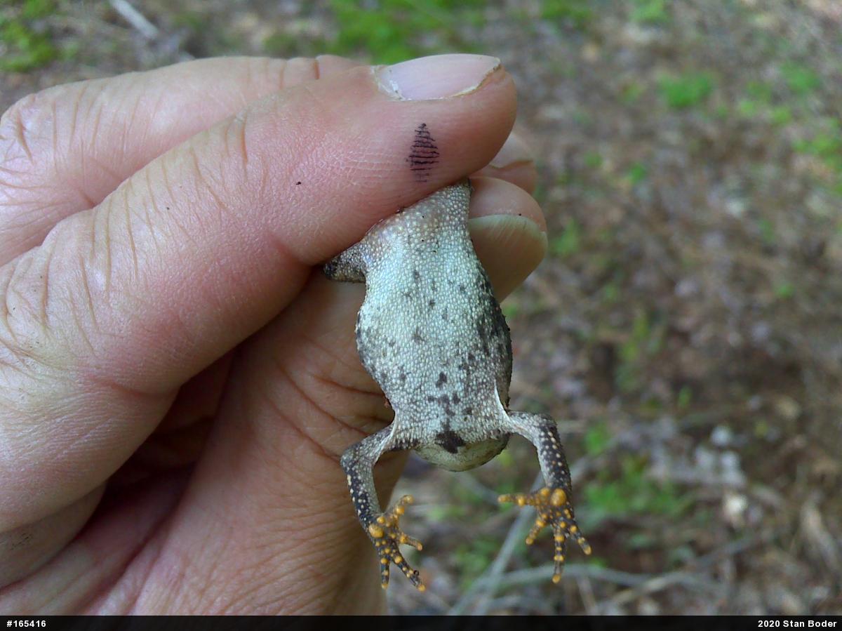 Eastern American Toad