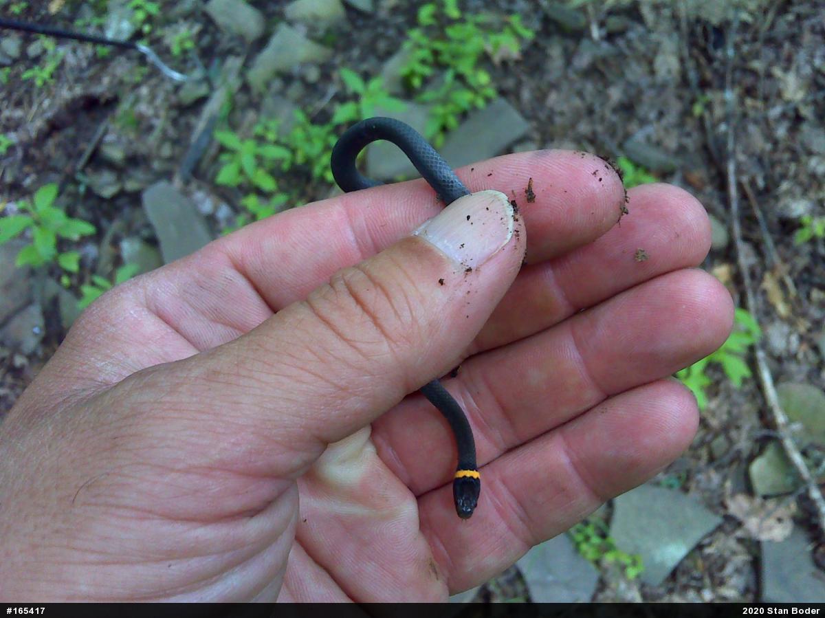 Northern Ring-necked Snake