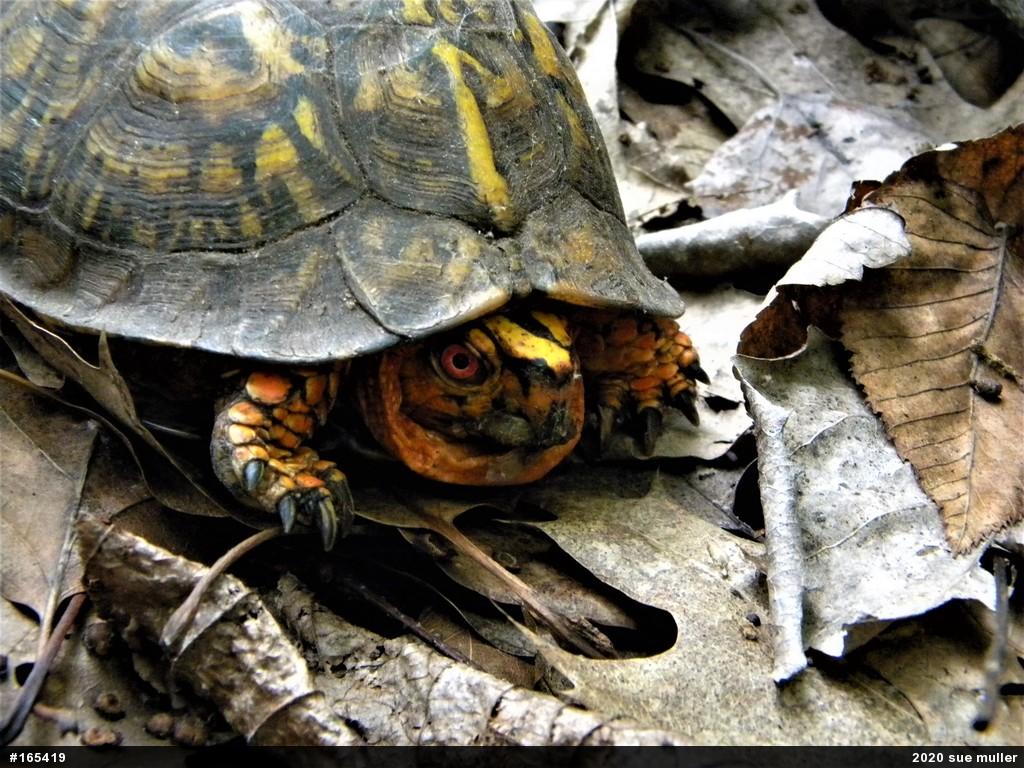 Eastern Box Turtle