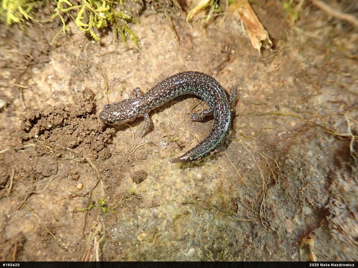 Eastern Red-backed  Salamander