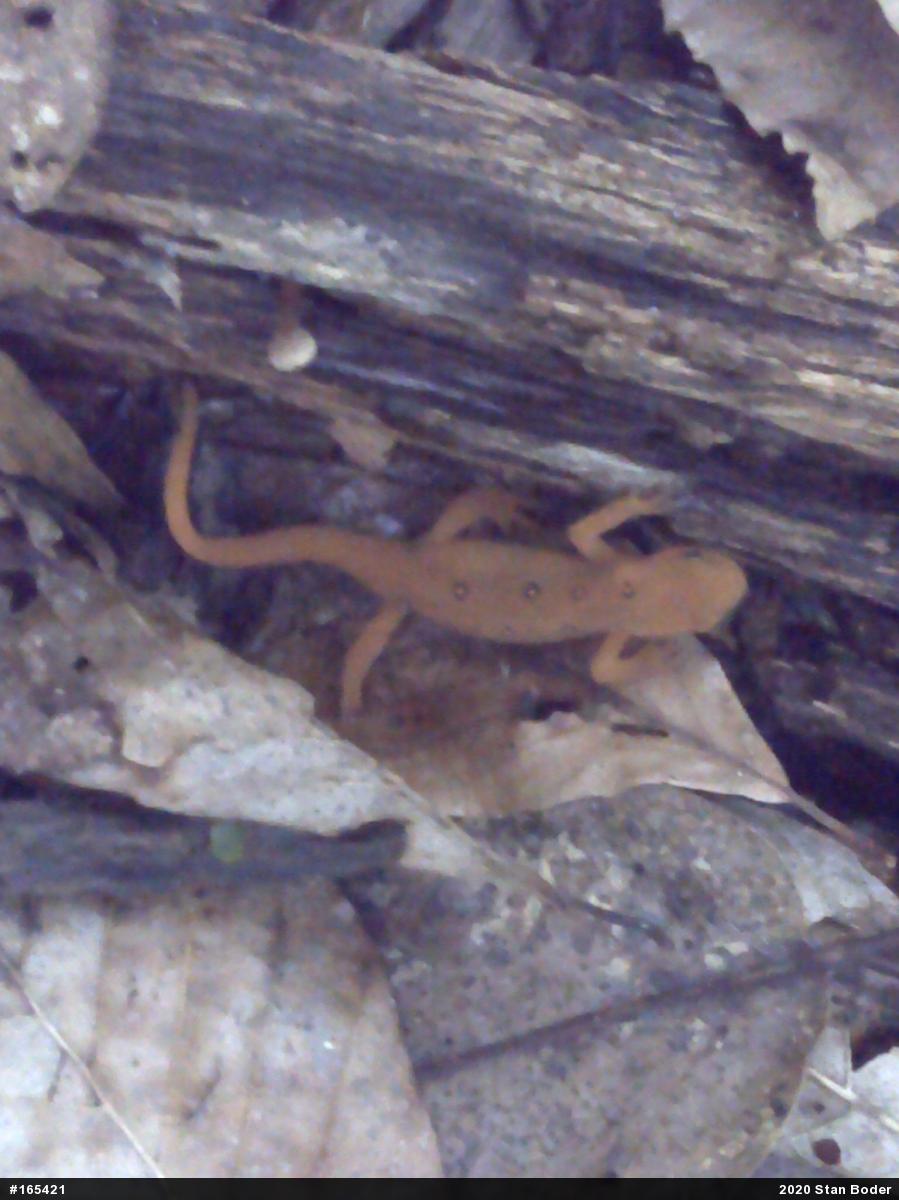 Red-spotted Newt