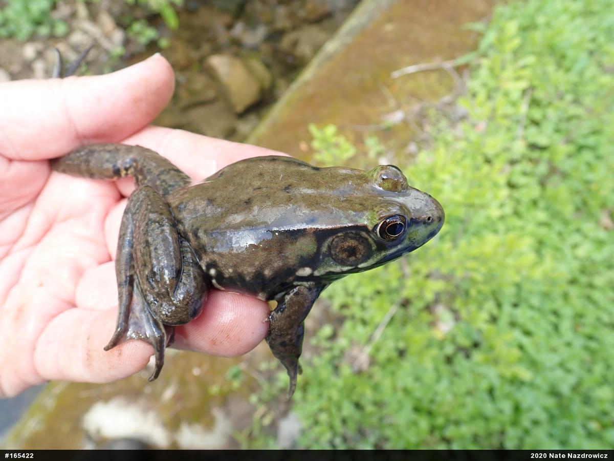 Green Frog