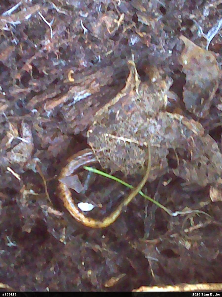 Allegheny Mountain Dusky Salamander