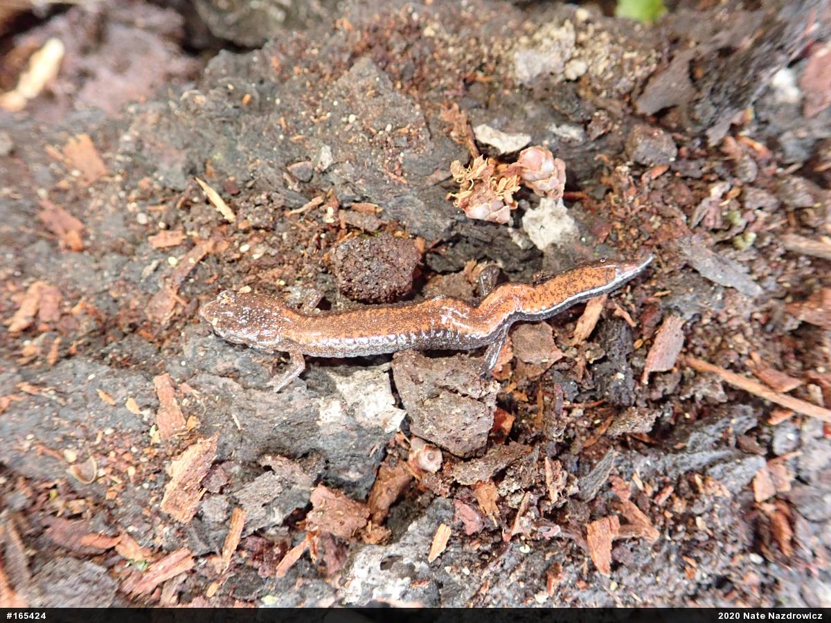 Eastern Red-backed  Salamander