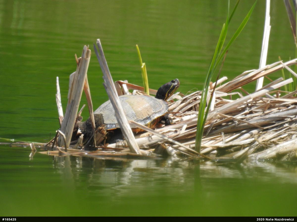 Red-eared Slider