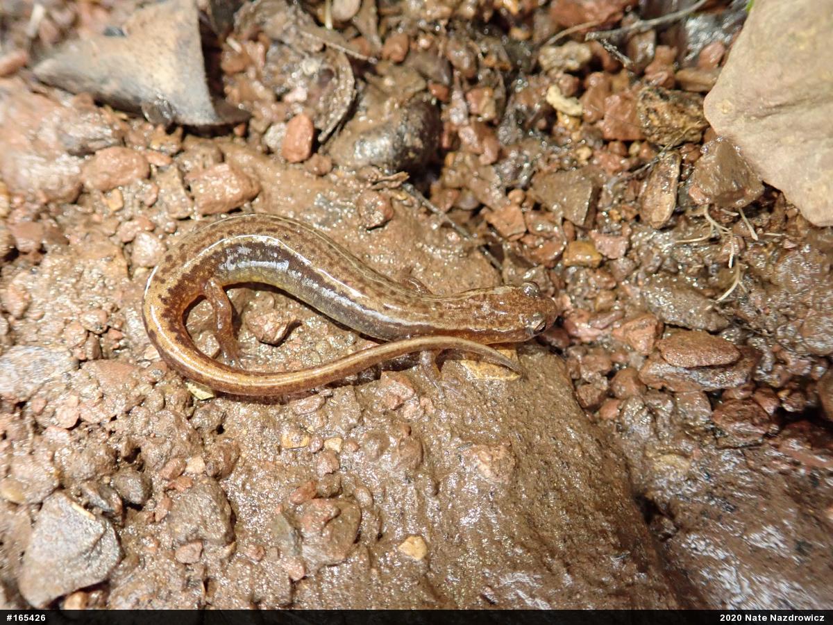 Northern Two-lined Salamander