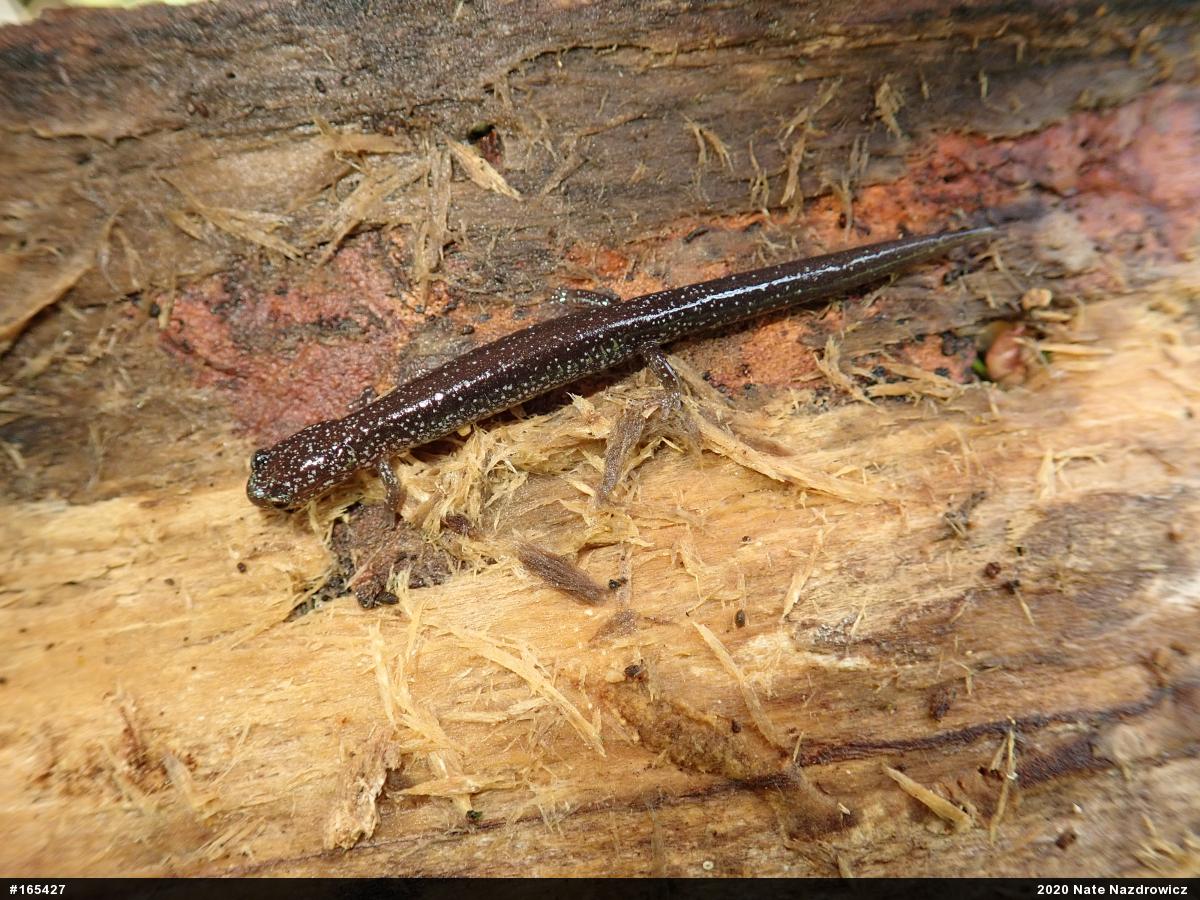 Eastern Red-backed  Salamander