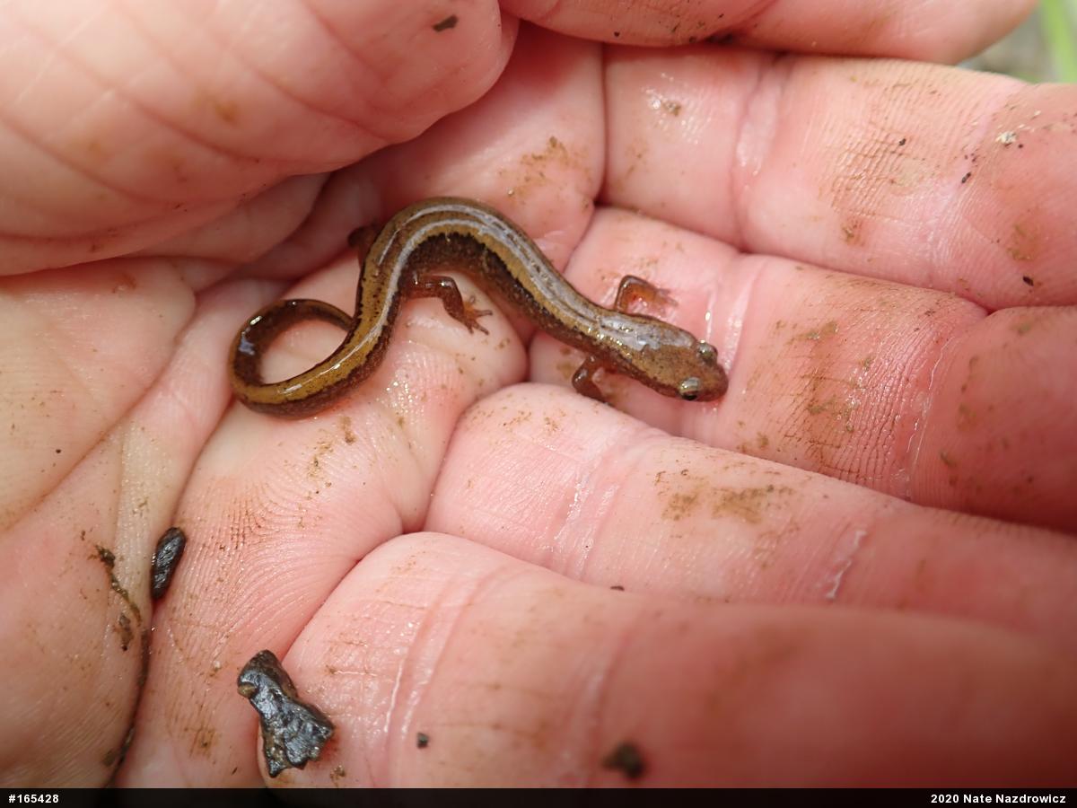Northern Two-lined Salamander
