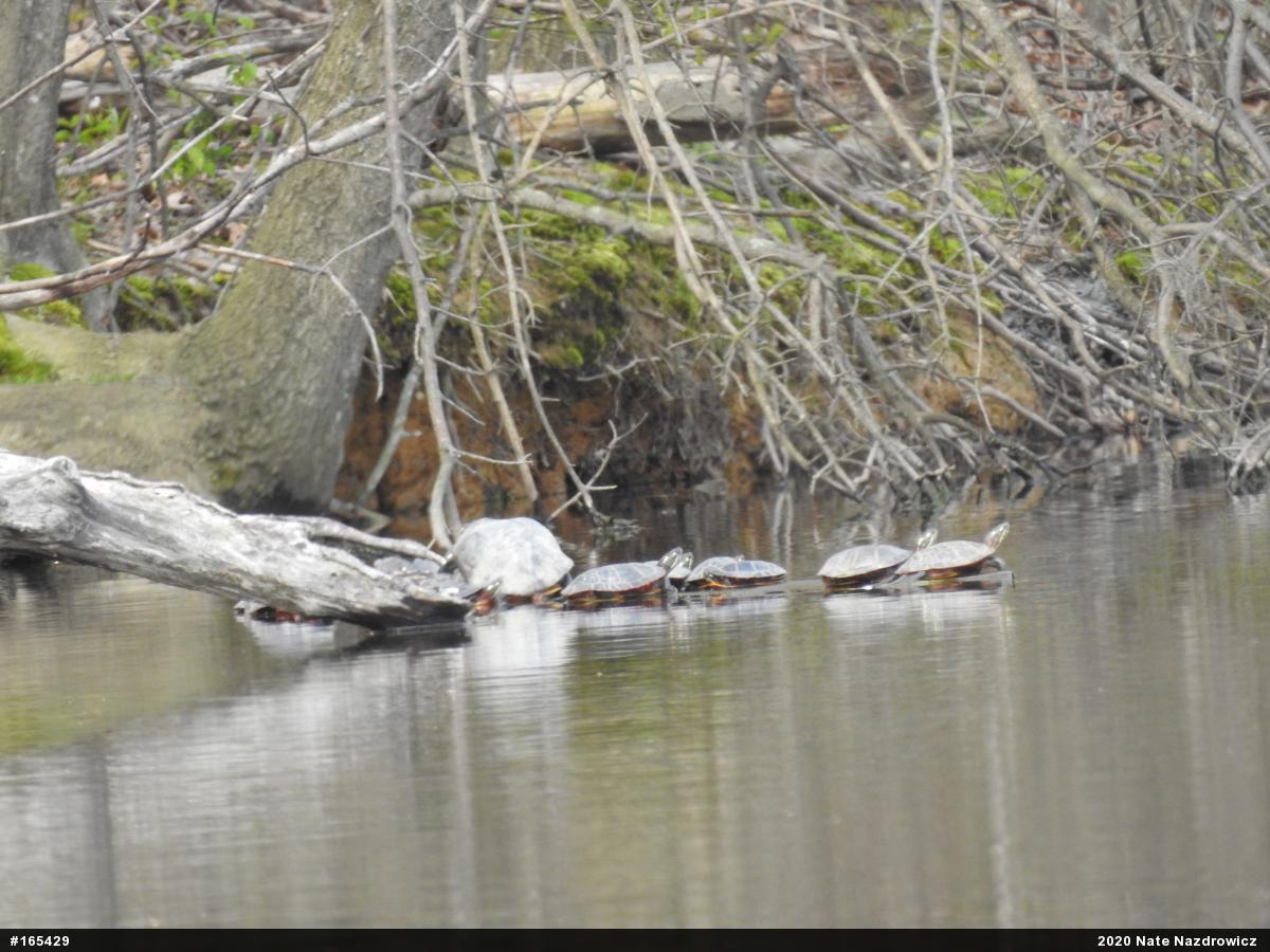 Painted Turtle