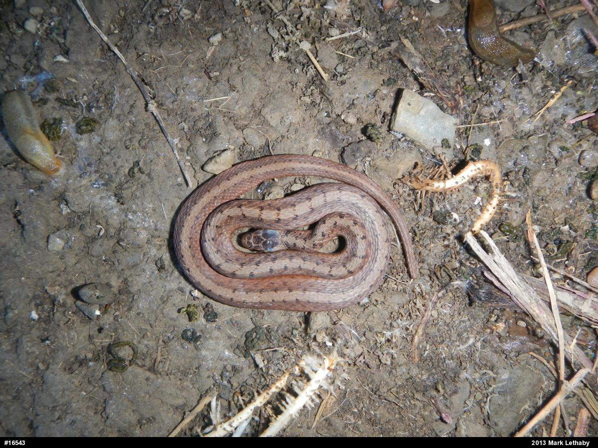 Dekay's Brownsnake