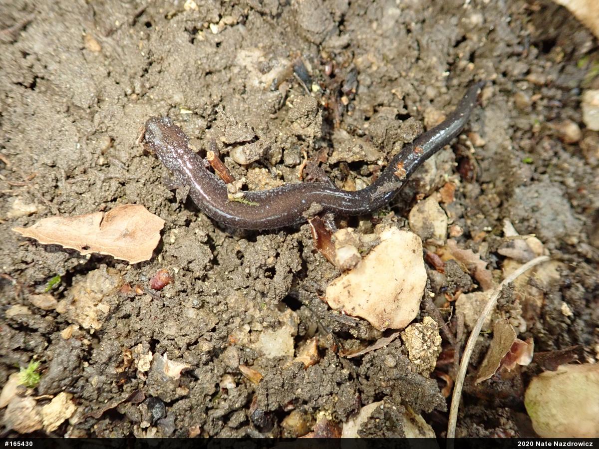 Eastern Red-backed  Salamander