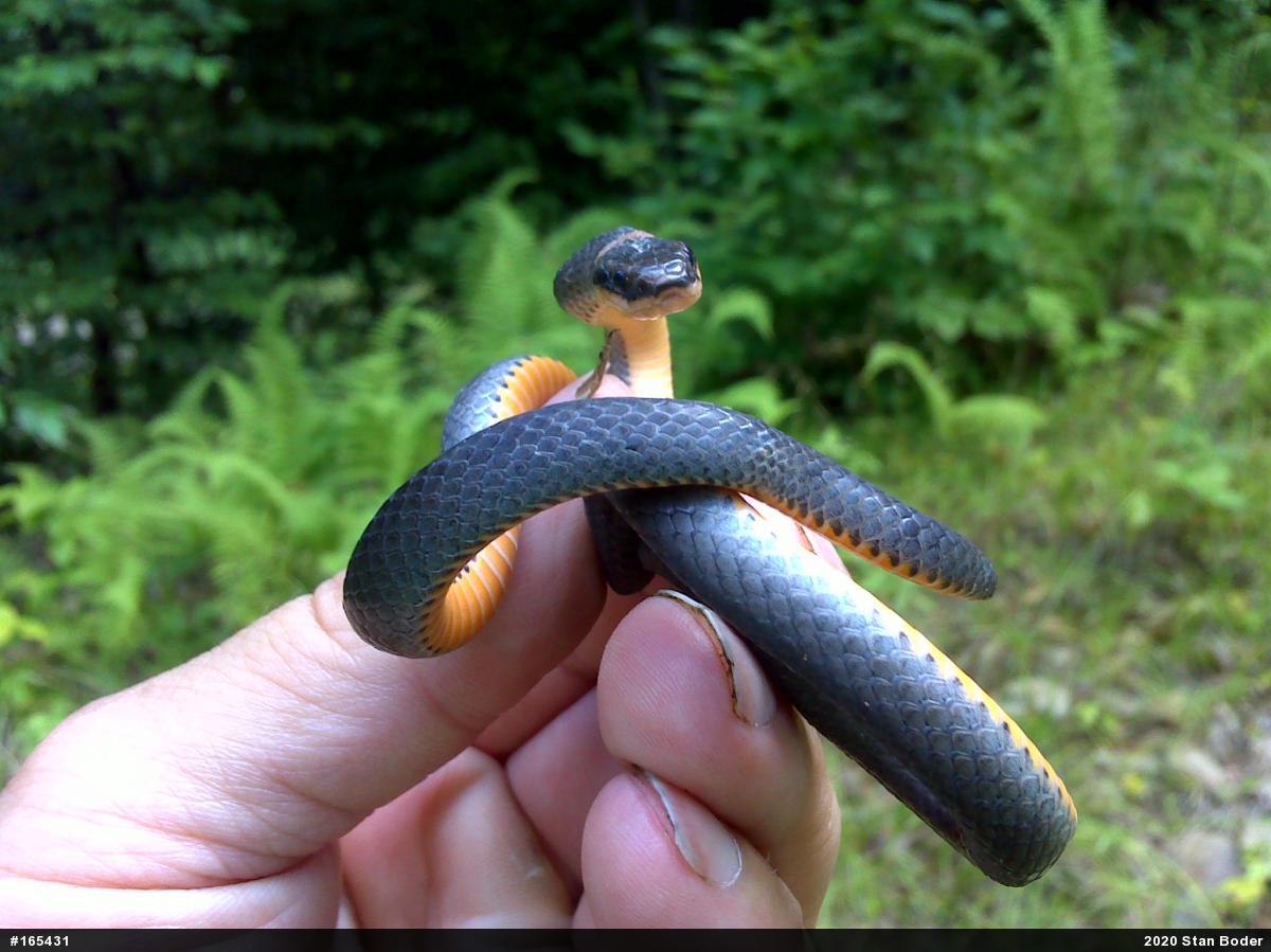 Northern Ring-necked Snake