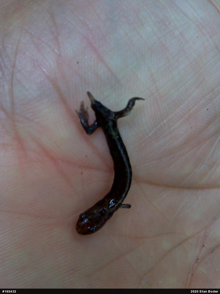 Allegheny Mountain Dusky Salamander