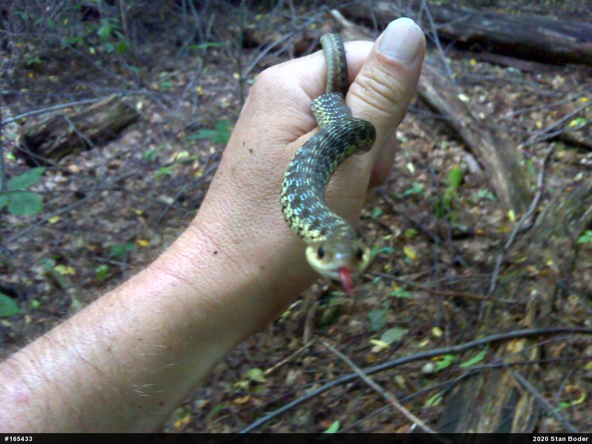 Eastern Gartersnake