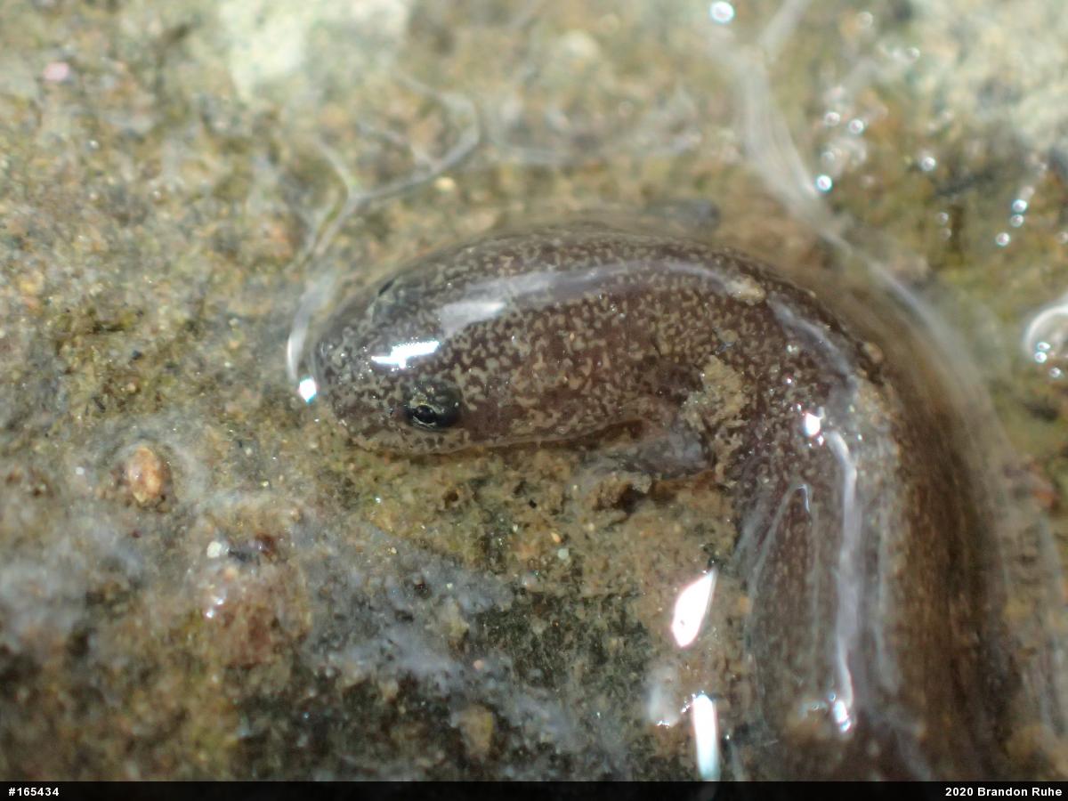 Northern Red Salamander