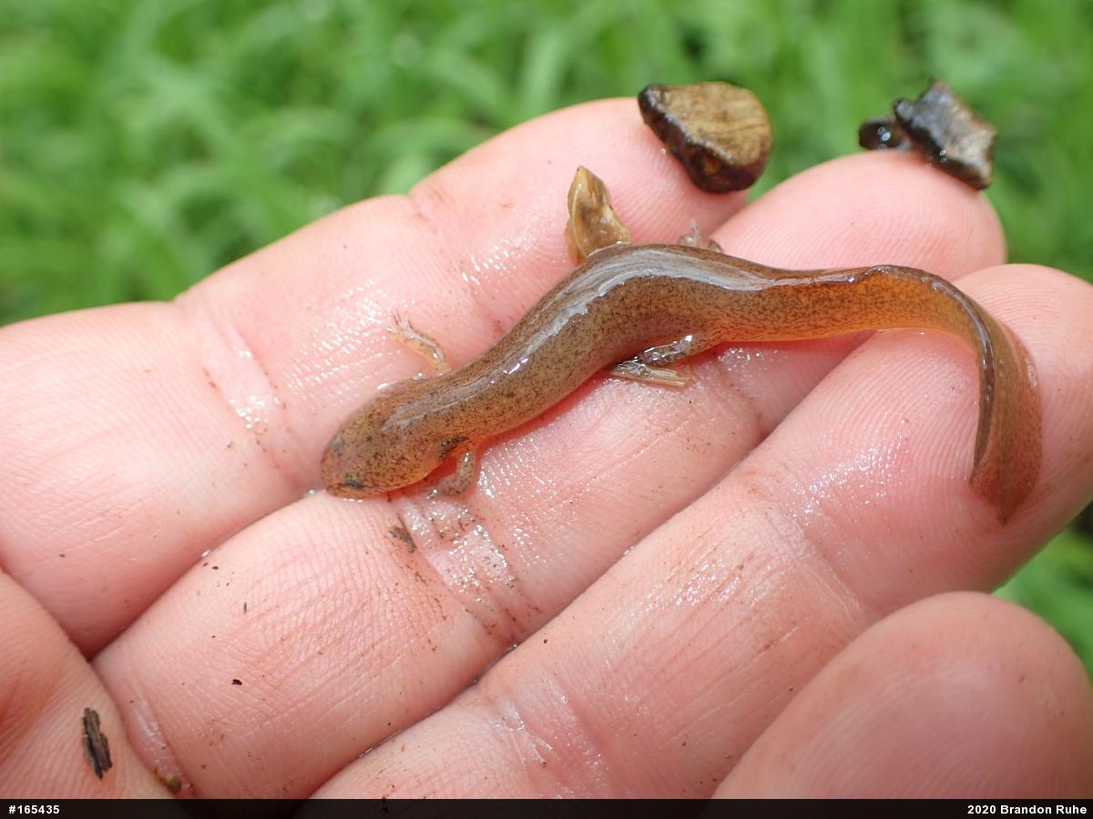 Northern Red Salamander