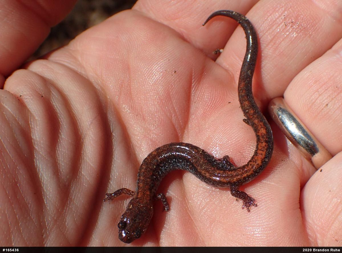 Eastern Red-backed  Salamander