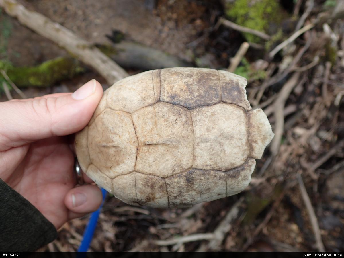 Eastern Box Turtle