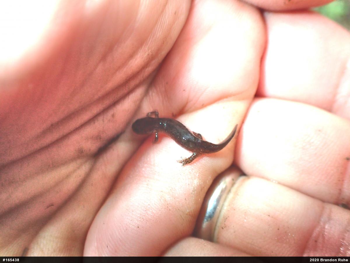 Northern Dusky Salamander