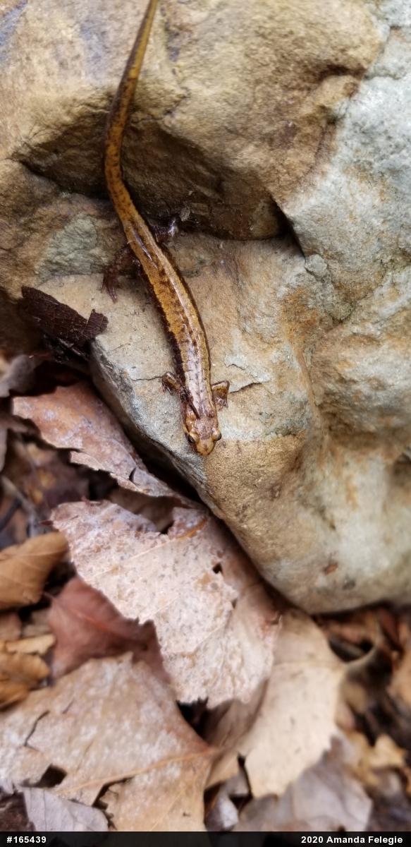 Allegheny Mountain Dusky Salamander