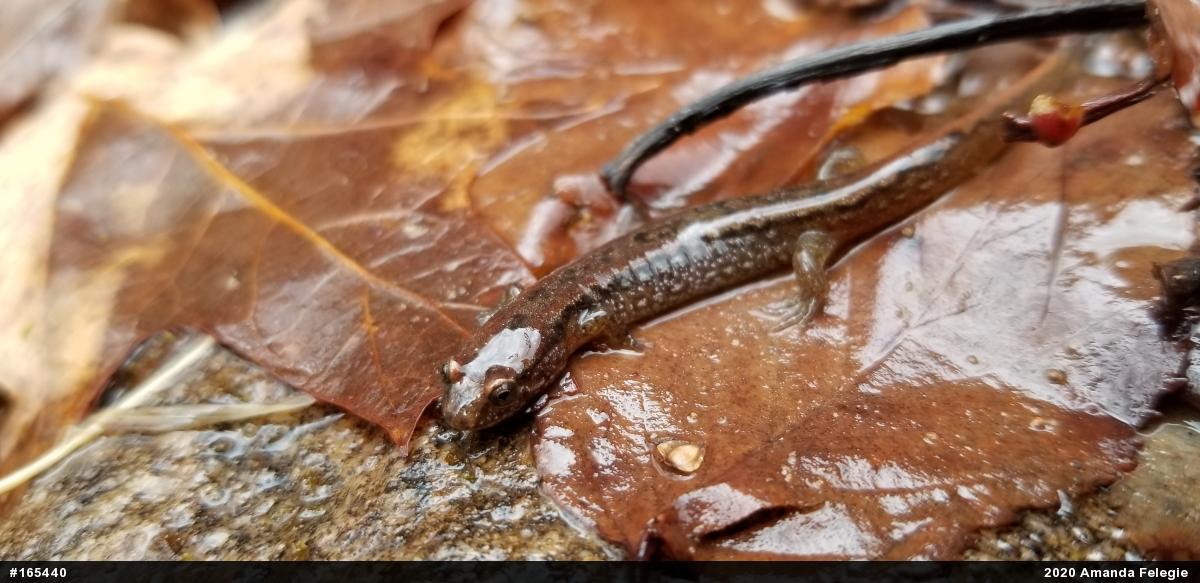 Northern Dusky Salamander