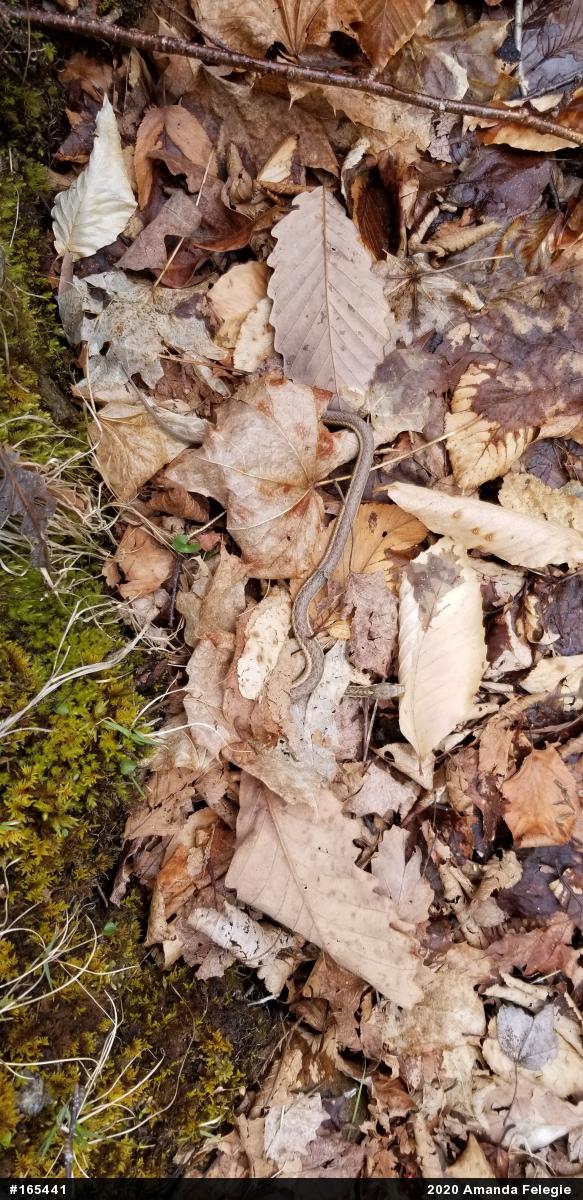 Eastern Gartersnake