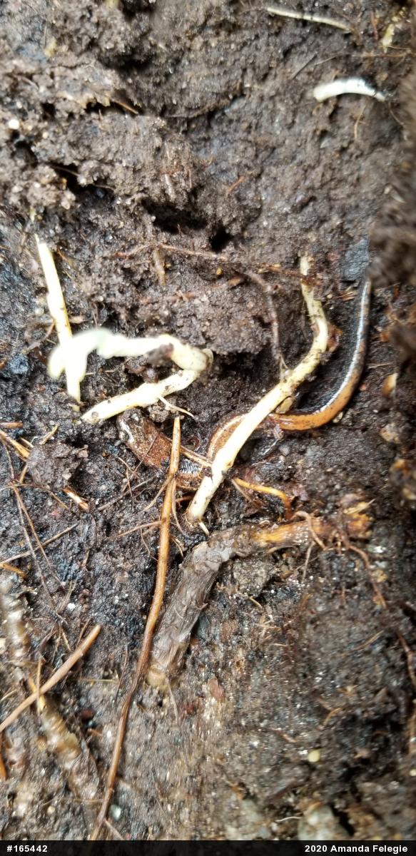 Eastern Red-backed  Salamander