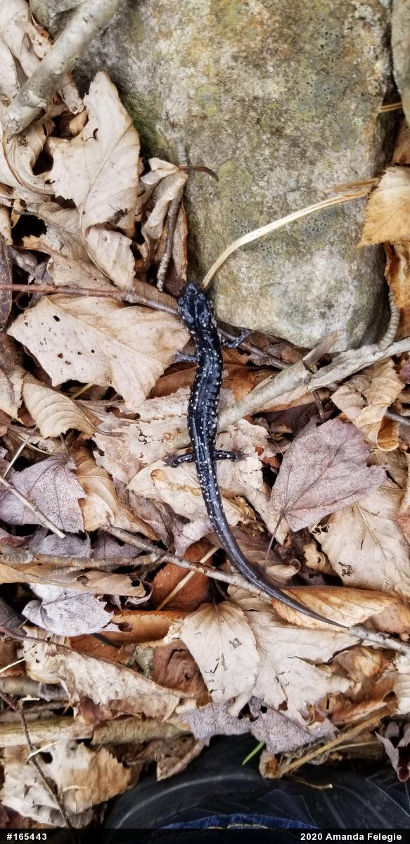 Northern Slimy Salamander