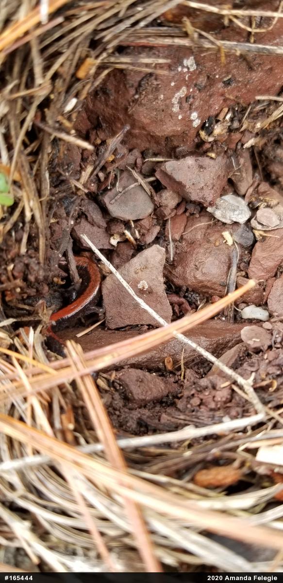 Eastern Red-backed  Salamander