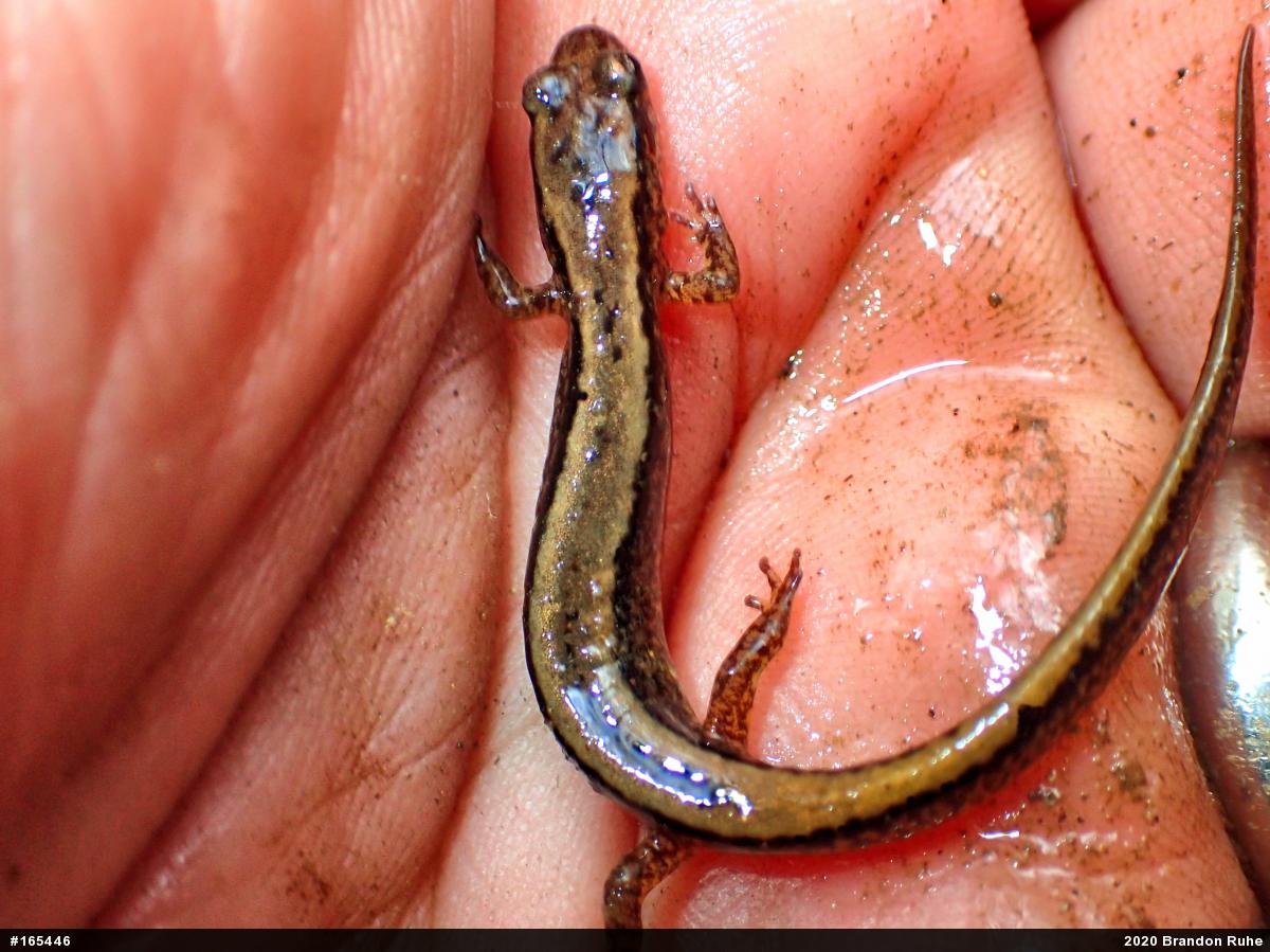 Northern Two-lined Salamander