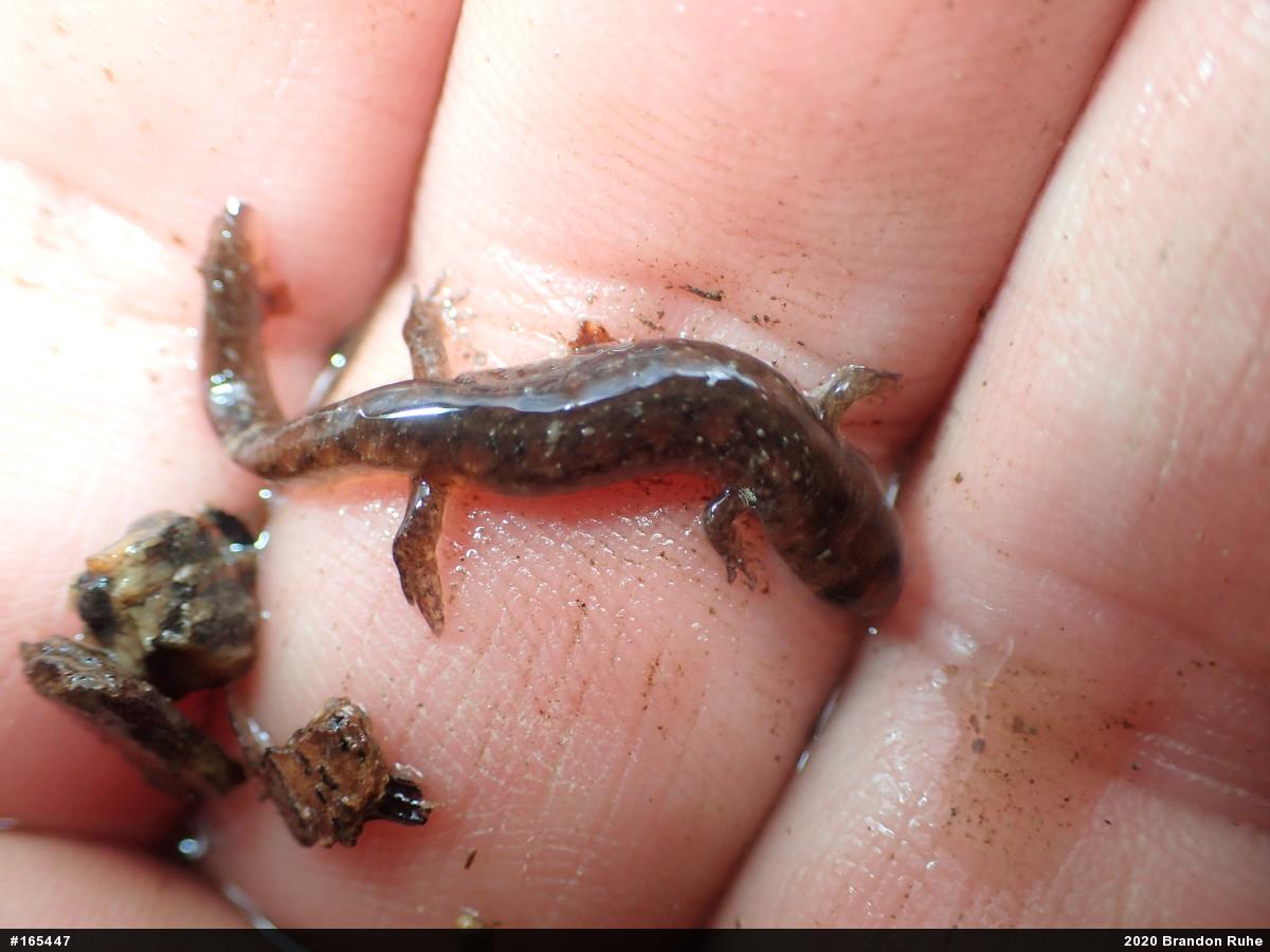 Northern Dusky Salamander