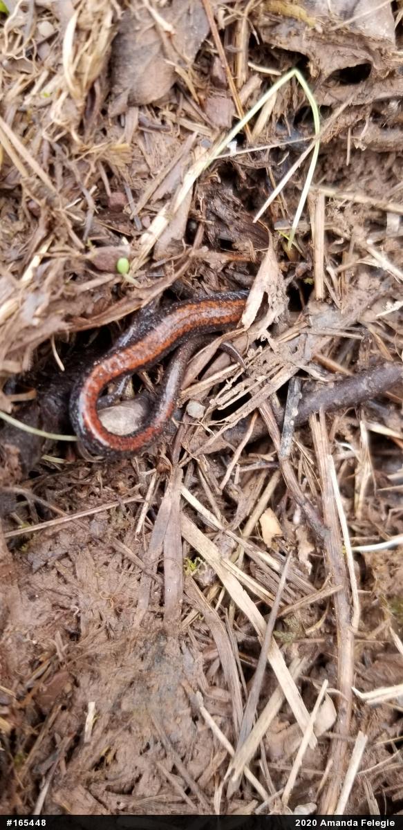 Eastern Red-backed  Salamander
