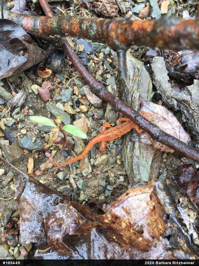 Red-spotted Newt