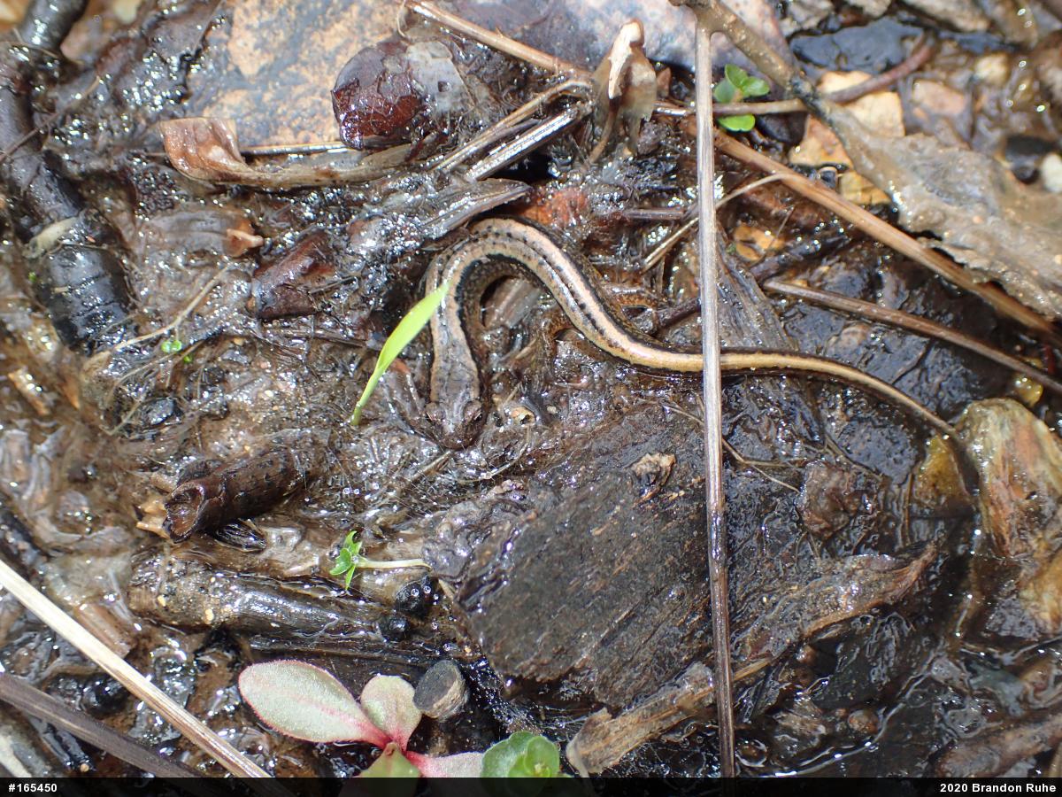 Northern Two-lined Salamander