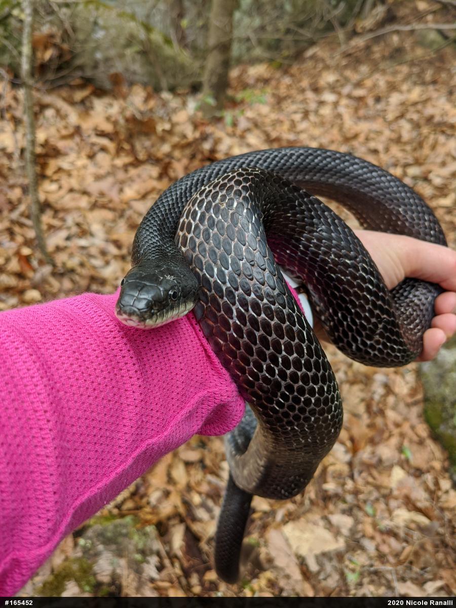 Eastern Ratsnake