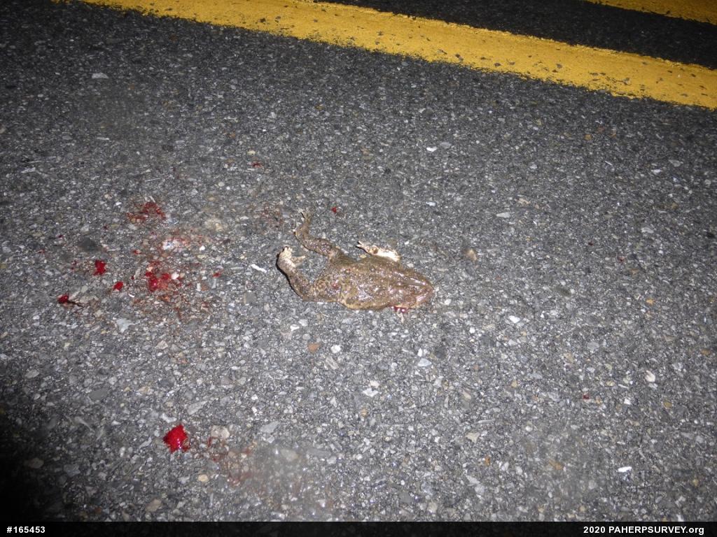Eastern American Toad