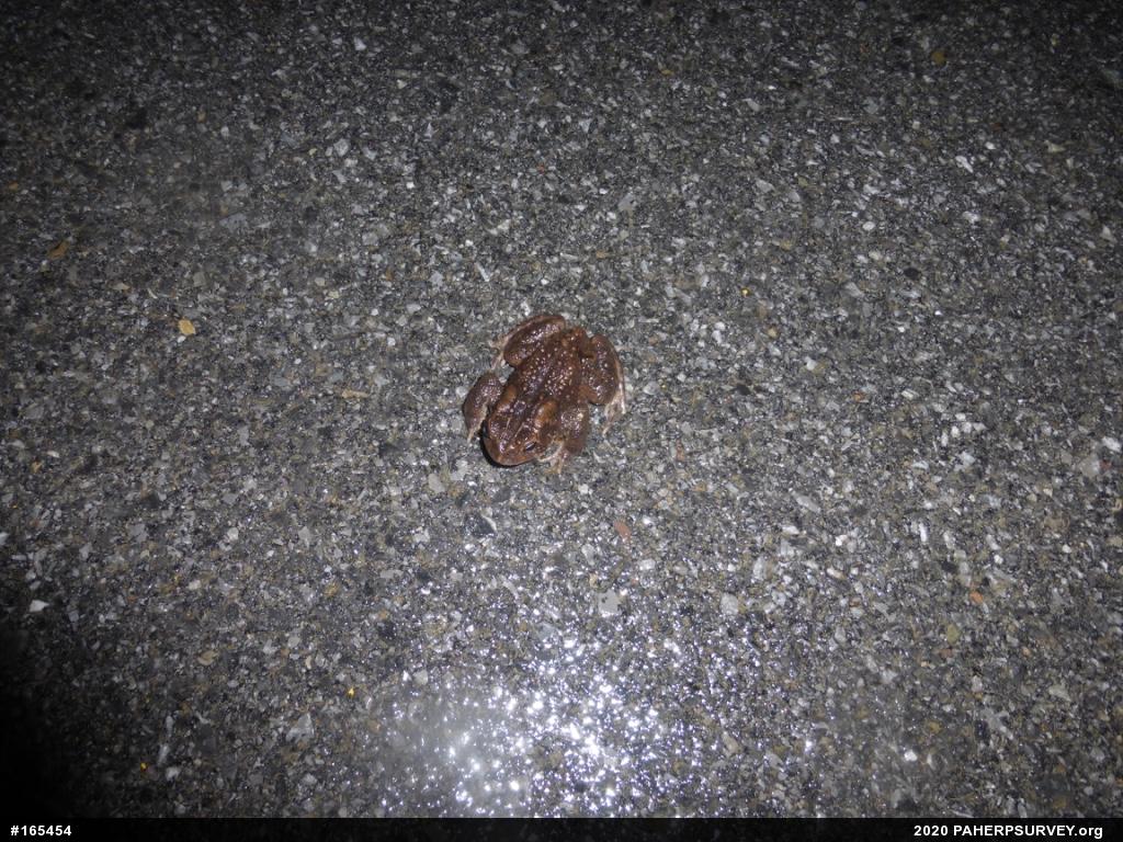 Eastern American Toad