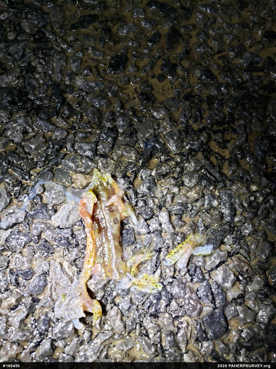 Red-spotted Newt