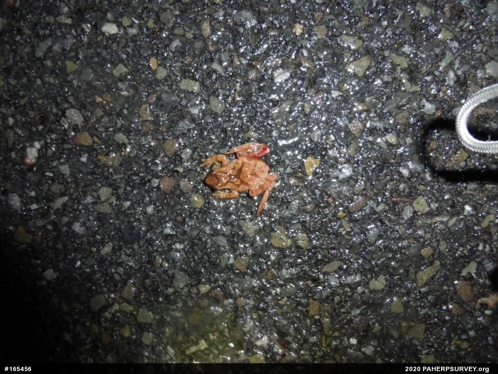 Spring Peeper