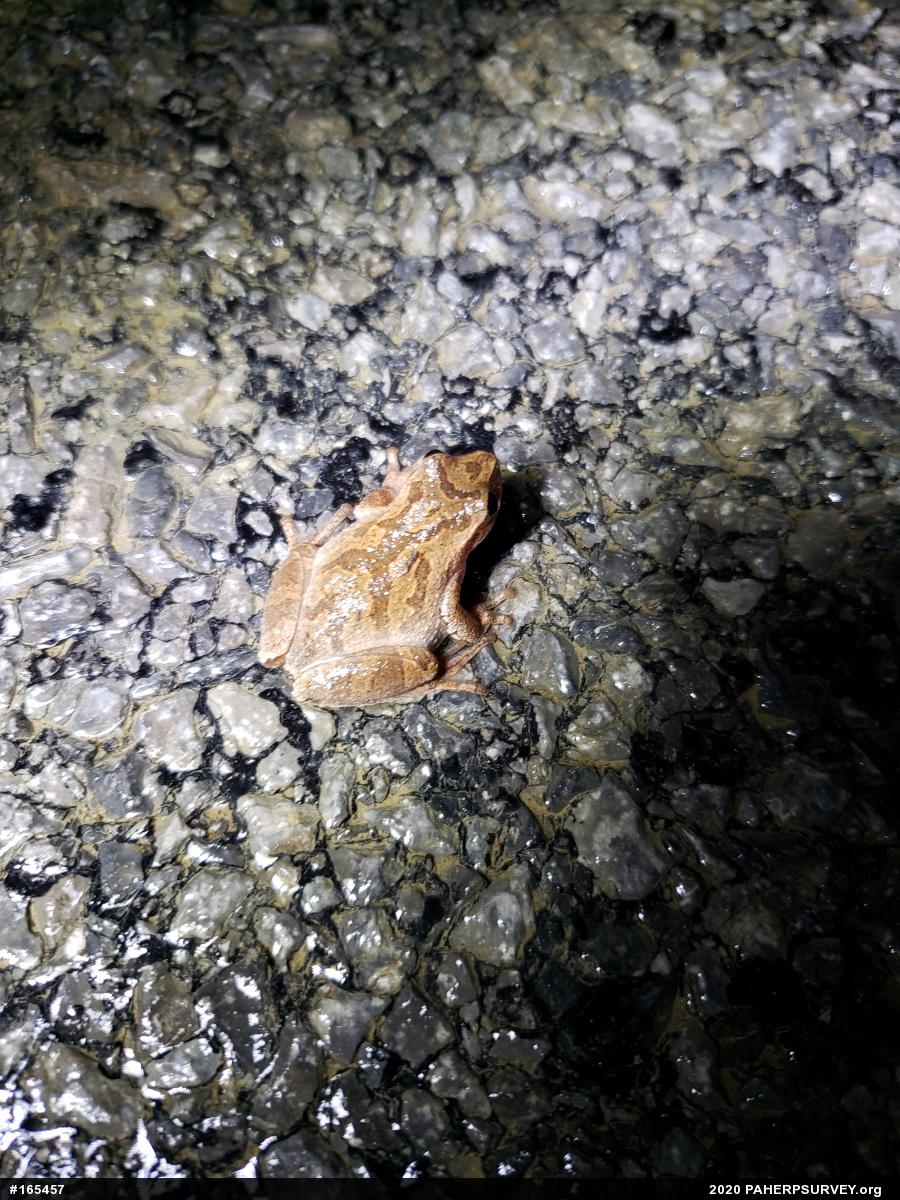 Spring Peeper