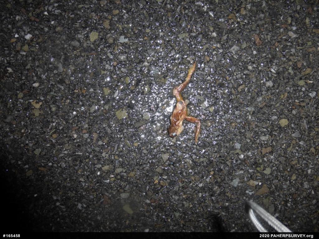 Spring Peeper