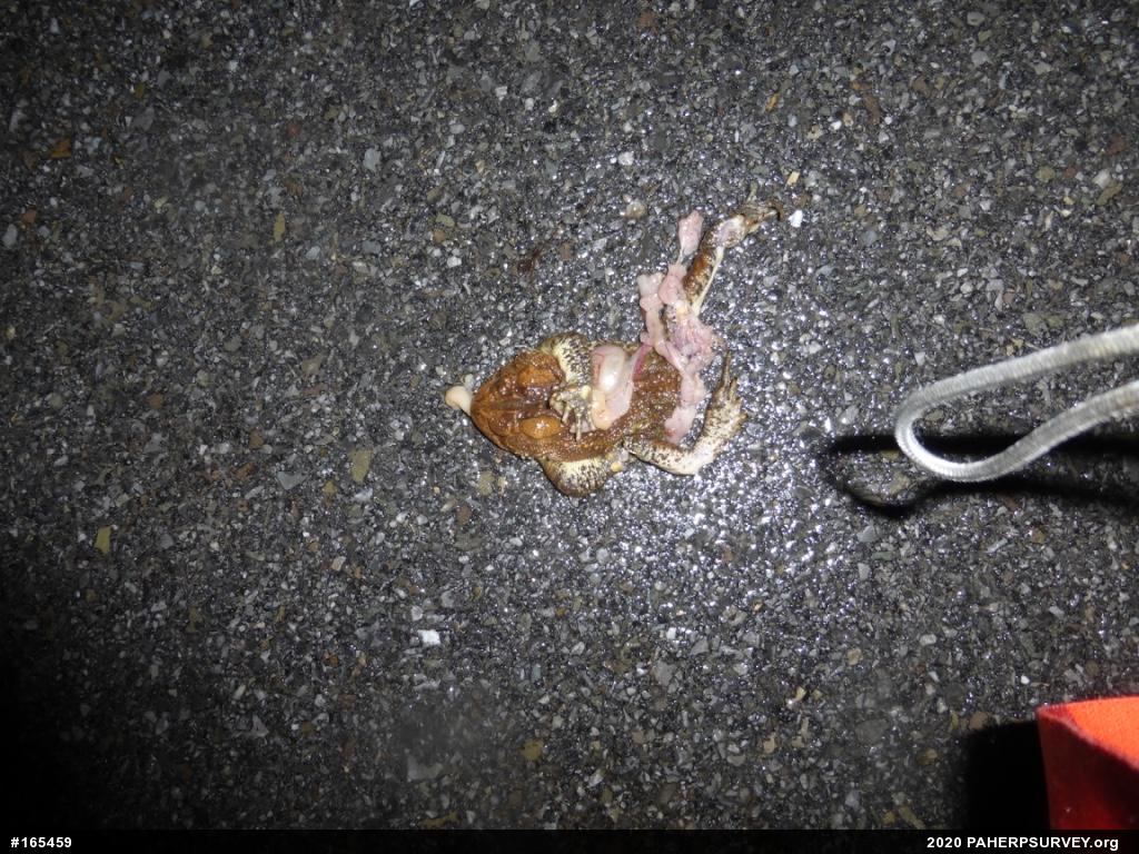 Eastern American Toad