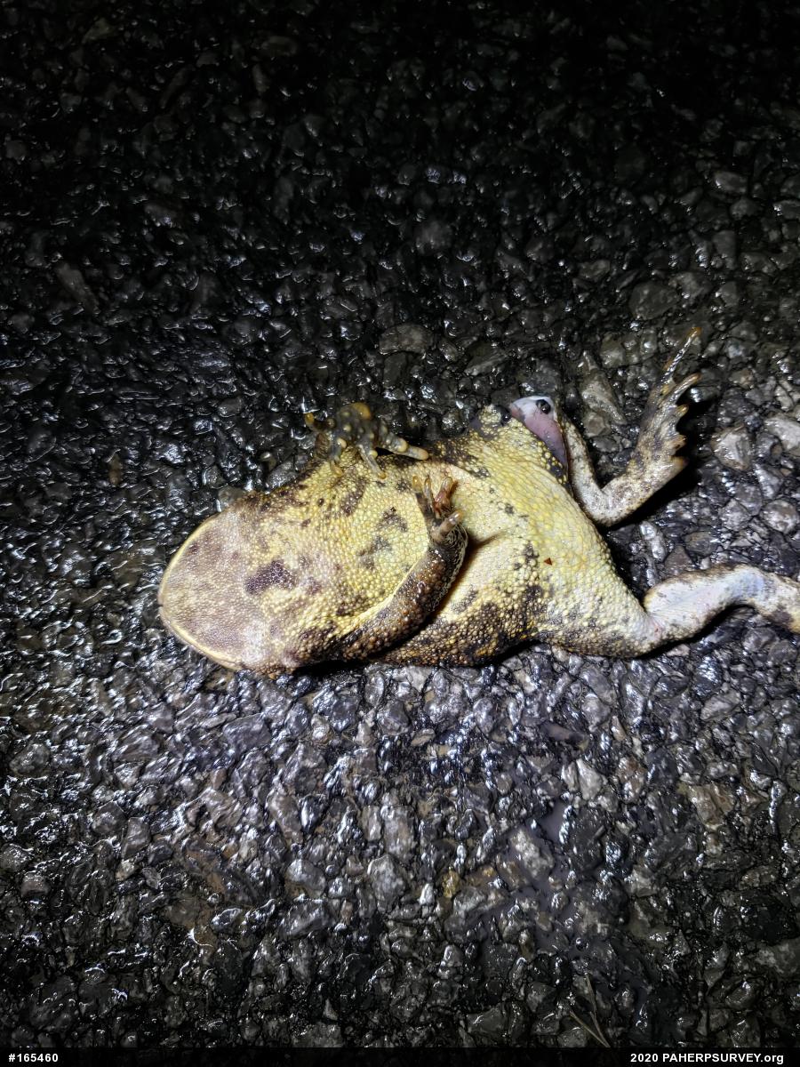 Eastern American Toad