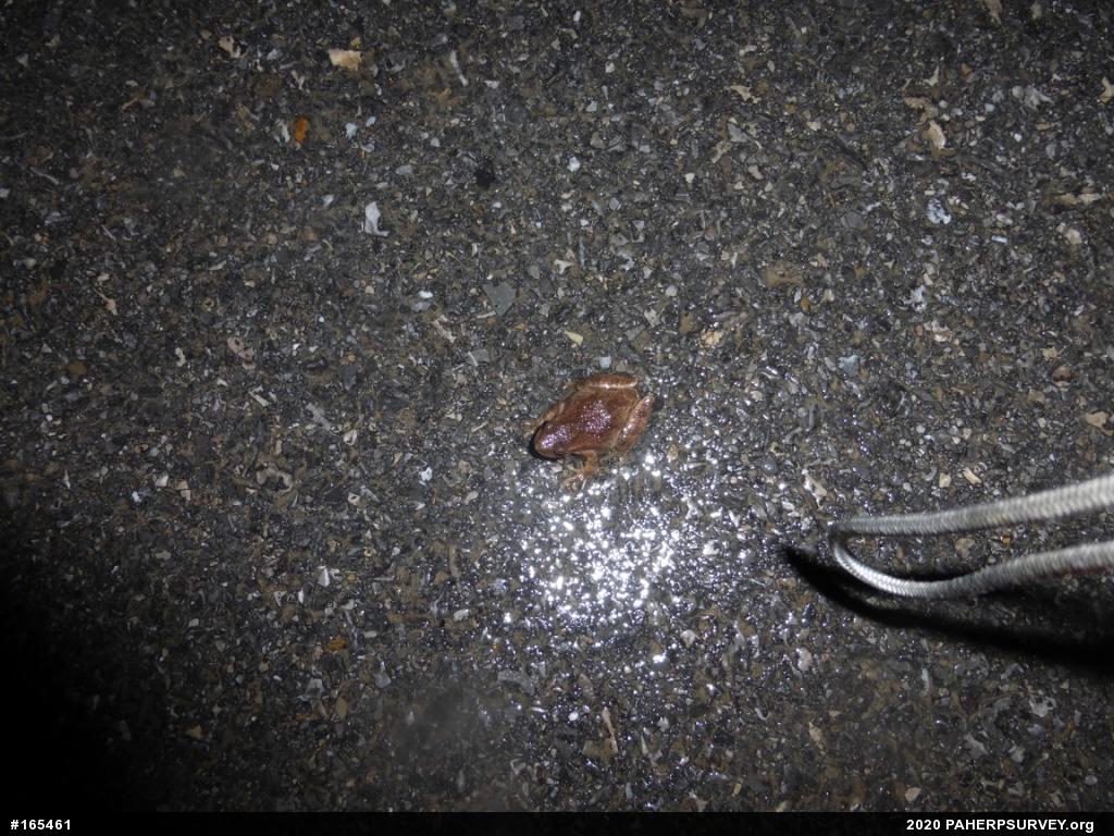 Spring Peeper
